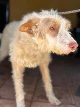 PIRATA, Hund, Podenco in Spanien - Bild 8