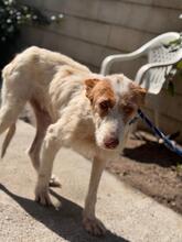 PETACA, Hund, Podenco in Spanien - Bild 1