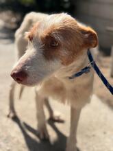 PETACA, Hund, Podenco in Spanien - Bild 2