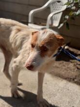 PETACA, Hund, Podenco in Spanien - Bild 3
