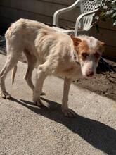 PETACA, Hund, Podenco in Spanien - Bild 4