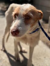 PETACA, Hund, Podenco in Spanien - Bild 5