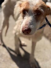 PETACA, Hund, Podenco in Spanien - Bild 6