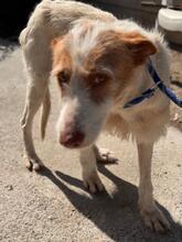 PETACA, Hund, Podenco in Spanien - Bild 7