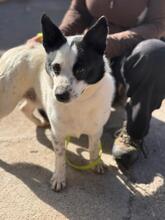 BALU, Hund, Mischlingshund in Spanien - Bild 2