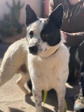 BALU, Hund, Mischlingshund in Spanien - Bild 3