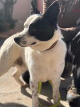 BALU, Hund, Mischlingshund in Spanien - Bild 5