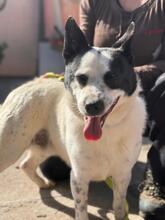 BALU, Hund, Mischlingshund in Spanien - Bild 7