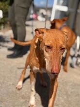 LAPINTAITA, Hund, Podenco in Spanien - Bild 1
