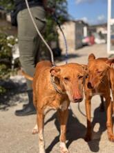 LAPINTAITA, Hund, Podenco in Spanien - Bild 2