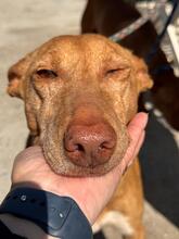 LAPINTAITA, Hund, Podenco in Spanien - Bild 3