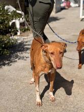 LAPINTAITA, Hund, Podenco in Spanien - Bild 4