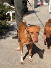 LAPINTAITA, Hund, Podenco in Spanien - Bild 6