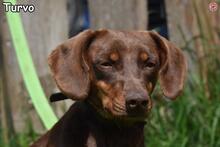 TURVO, Hund, Mischlingshund in Donzdorf - Bild 1