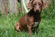 TURVO, Hund, Mischlingshund in Donzdorf - Bild 2