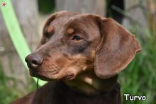 TURVO, Hund, Mischlingshund in Donzdorf - Bild 3