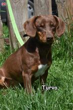 TURVO, Hund, Mischlingshund in Donzdorf - Bild 5