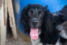 DOKY, Hund, Epagneul Breton in Spanien - Bild 1
