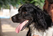 DOKY, Hund, Epagneul Breton in Spanien - Bild 2