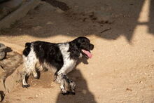 DOKY, Hund, Epagneul Breton in Spanien - Bild 3