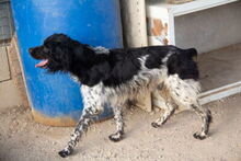 DOKY, Hund, Epagneul Breton in Spanien - Bild 5
