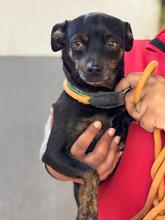 KIRA, Hund, Chihuahua in Spanien - Bild 1