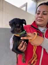 KIRA, Hund, Chihuahua in Spanien - Bild 2