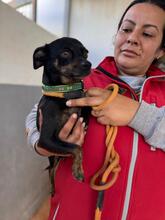 KIRA, Hund, Chihuahua in Spanien - Bild 3