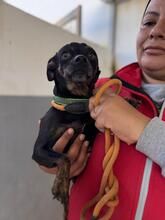 KIRA, Hund, Chihuahua in Spanien - Bild 4