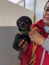 KIRA, Hund, Chihuahua in Spanien - Bild 5