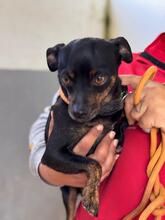 KIRA, Hund, Chihuahua in Spanien - Bild 6