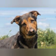ATENEA, Hund, Mischlingshund in Spanien - Bild 1