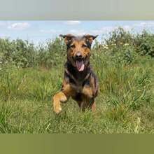 ATENEA, Hund, Mischlingshund in Spanien - Bild 2
