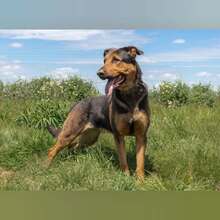 ATENEA, Hund, Mischlingshund in Spanien - Bild 3