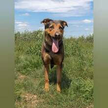 ATENEA, Hund, Mischlingshund in Spanien - Bild 4
