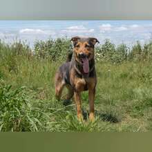 ATENEA, Hund, Mischlingshund in Spanien - Bild 5