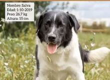 SALVA, Hund, Mischlingshund in Spanien - Bild 2