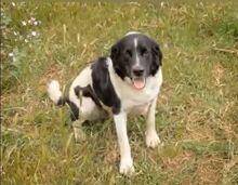SALVA, Hund, Mischlingshund in Spanien - Bild 3