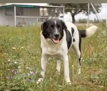 SALVA, Hund, Mischlingshund in Spanien - Bild 4