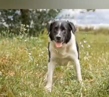 SALVA, Hund, Mischlingshund in Spanien - Bild 6