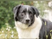 SALVA, Hund, Mischlingshund in Spanien - Bild 7
