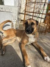 TARZAN, Hund, Malinois-Mix in Spanien - Bild 1