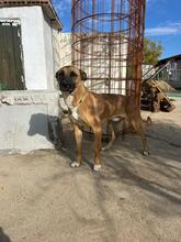 TARZAN, Hund, Malinois-Mix in Spanien - Bild 2