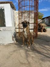 TARZAN, Hund, Malinois-Mix in Spanien - Bild 3