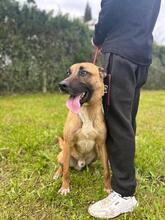 TARZAN, Hund, Malinois-Mix in Spanien - Bild 4