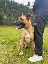 TARZAN, Hund, Malinois-Mix in Spanien - Bild 5