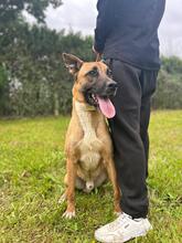 TARZAN, Hund, Malinois-Mix in Spanien - Bild 6