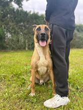 TARZAN, Hund, Malinois-Mix in Spanien - Bild 7