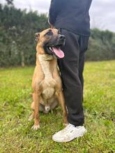 TARZAN, Hund, Malinois-Mix in Spanien - Bild 8