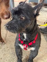 HERBIE, Hund, Terrier-Mix in Spanien - Bild 1